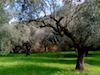 Der Olivenhain